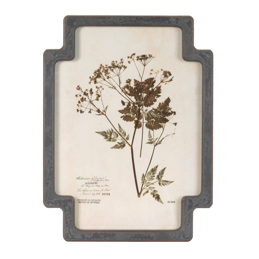 Framed Pressed Floral and Foliate Print (Set of 4)