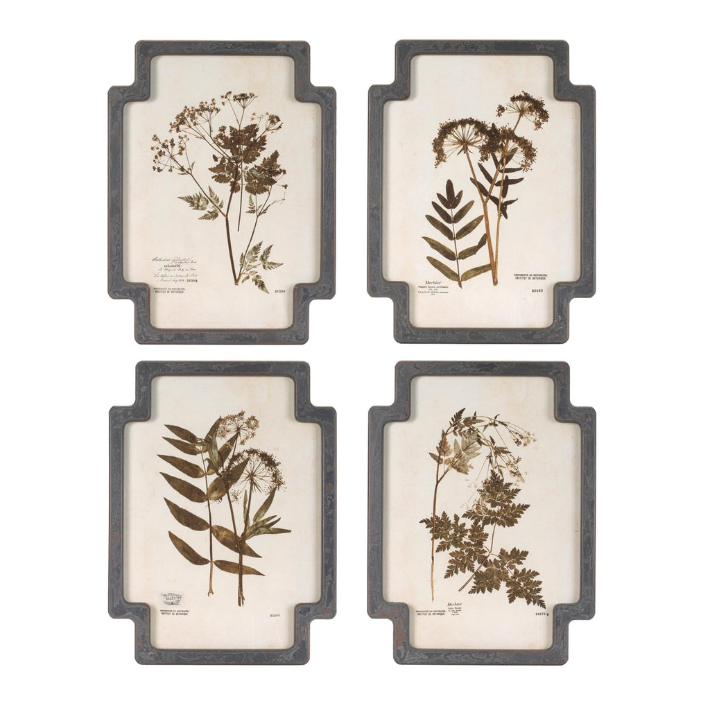 Framed Pressed Floral and Foliate Print (Set of 4)