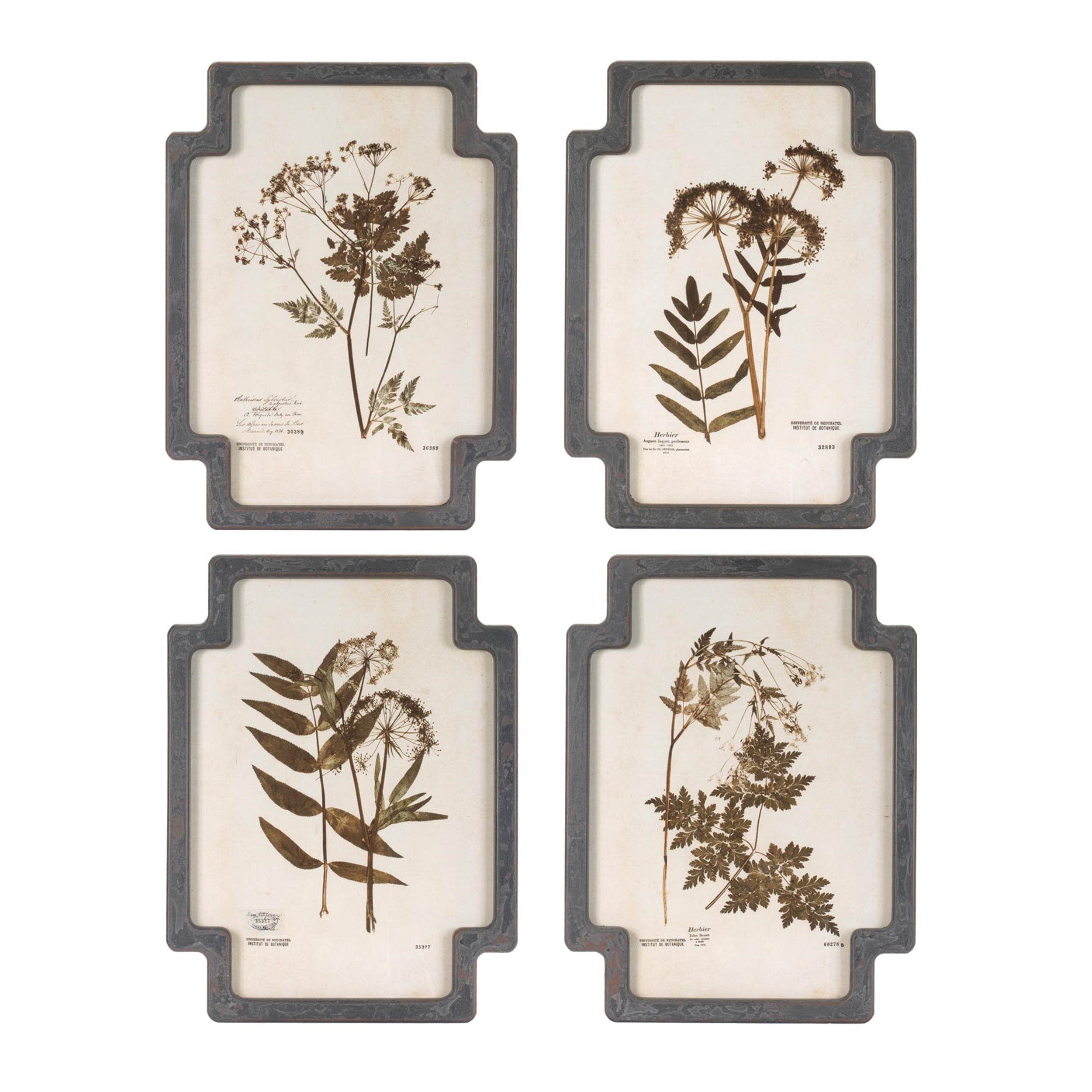 Framed Pressed Floral and Foliate Print (Set of 4)