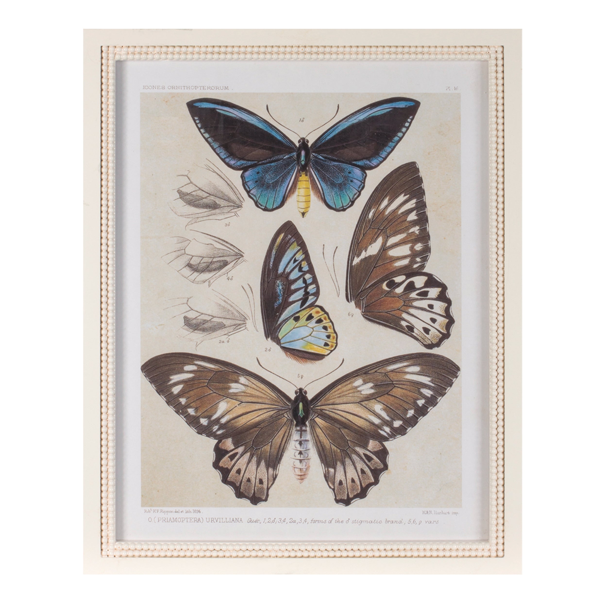 Framed Encyclopedia Butterfly Print (Set of 2)