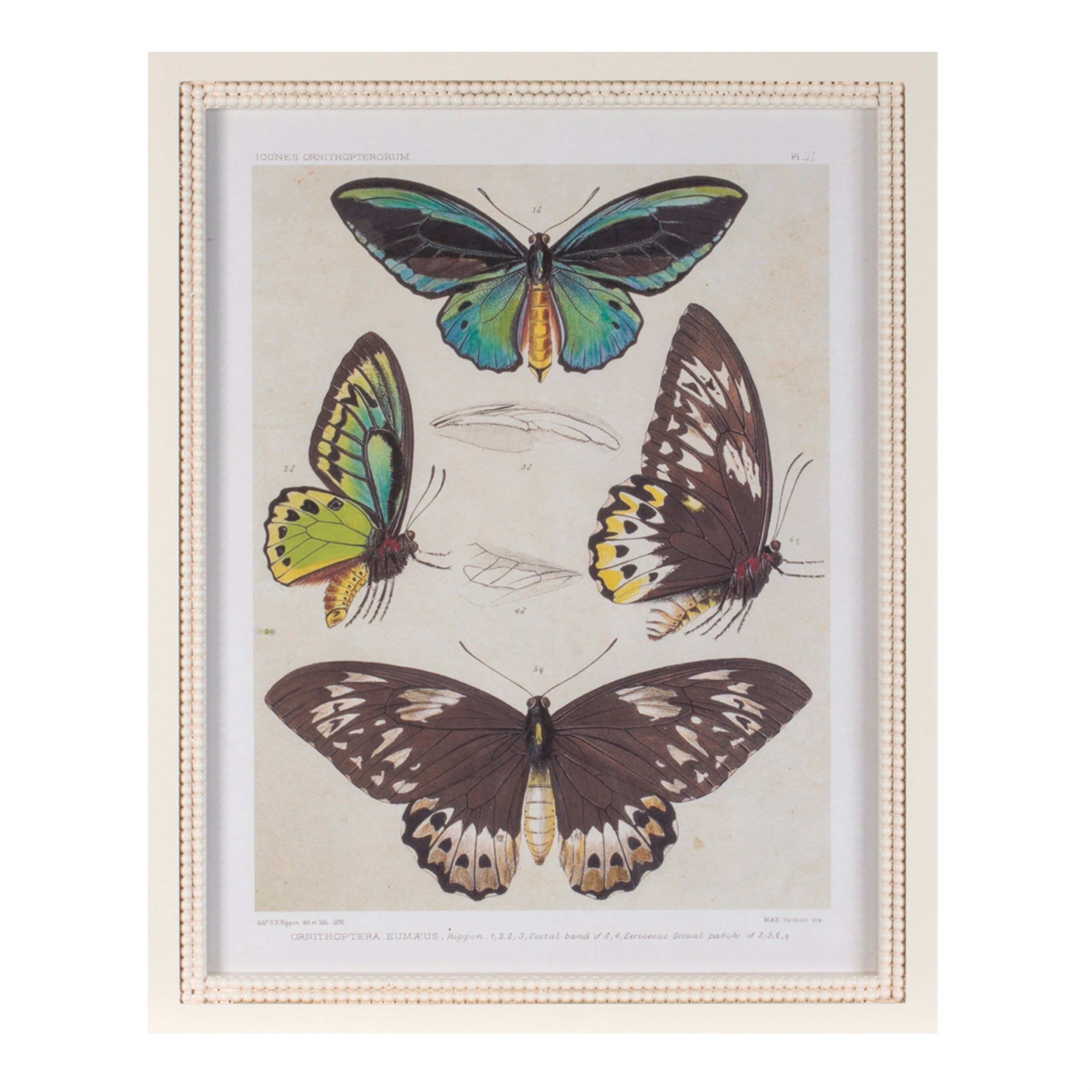 Framed Encyclopedia Butterfly Print (Set of 2)