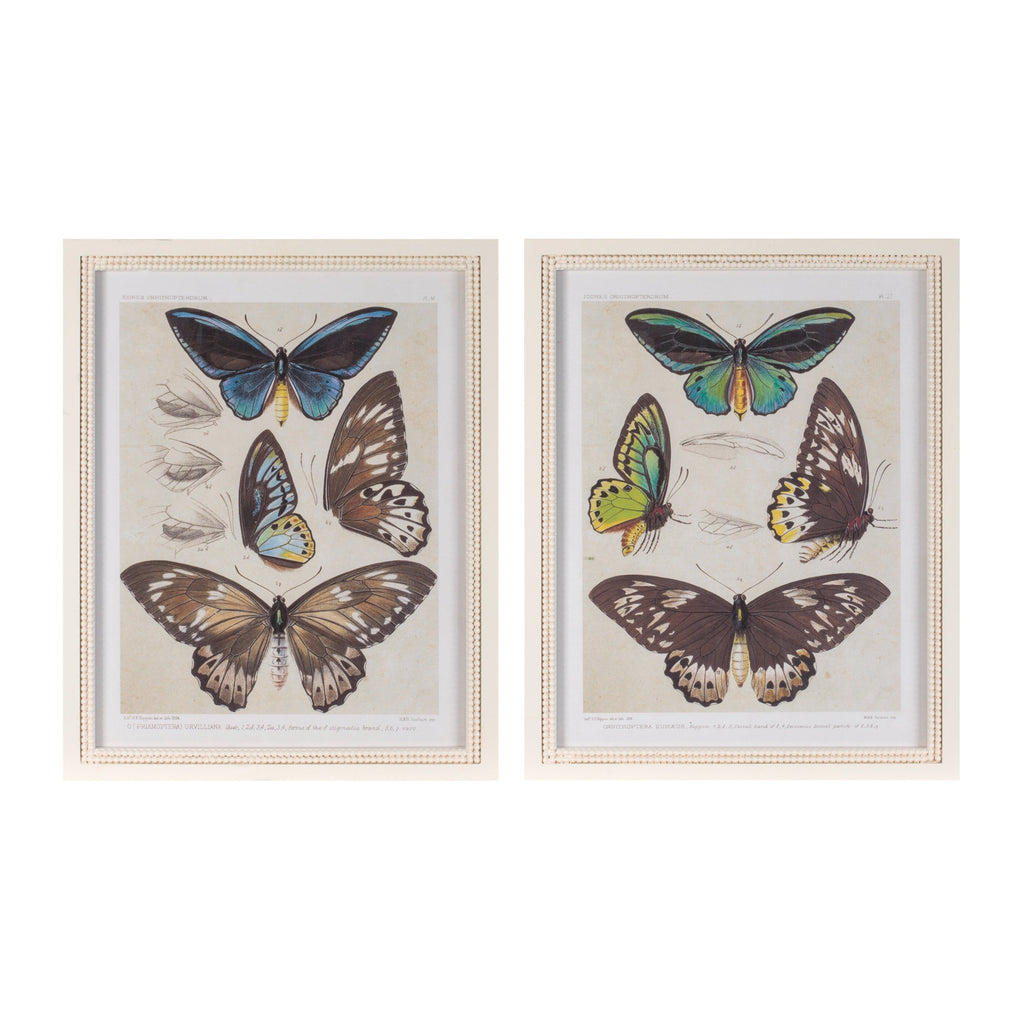 Framed Encyclopedia Butterfly Print (Set of 2)