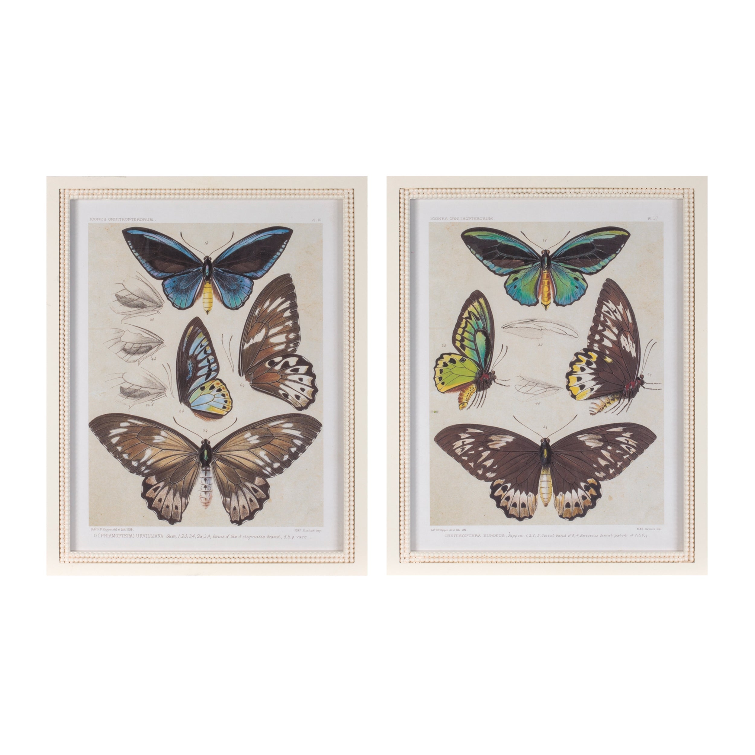 Framed Encyclopedia Butterfly Print (Set of 2)