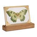 Framed Butterfly Tabletop Decor 9"L