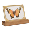 Framed Butterfly Tabletop DŽcor 9"L