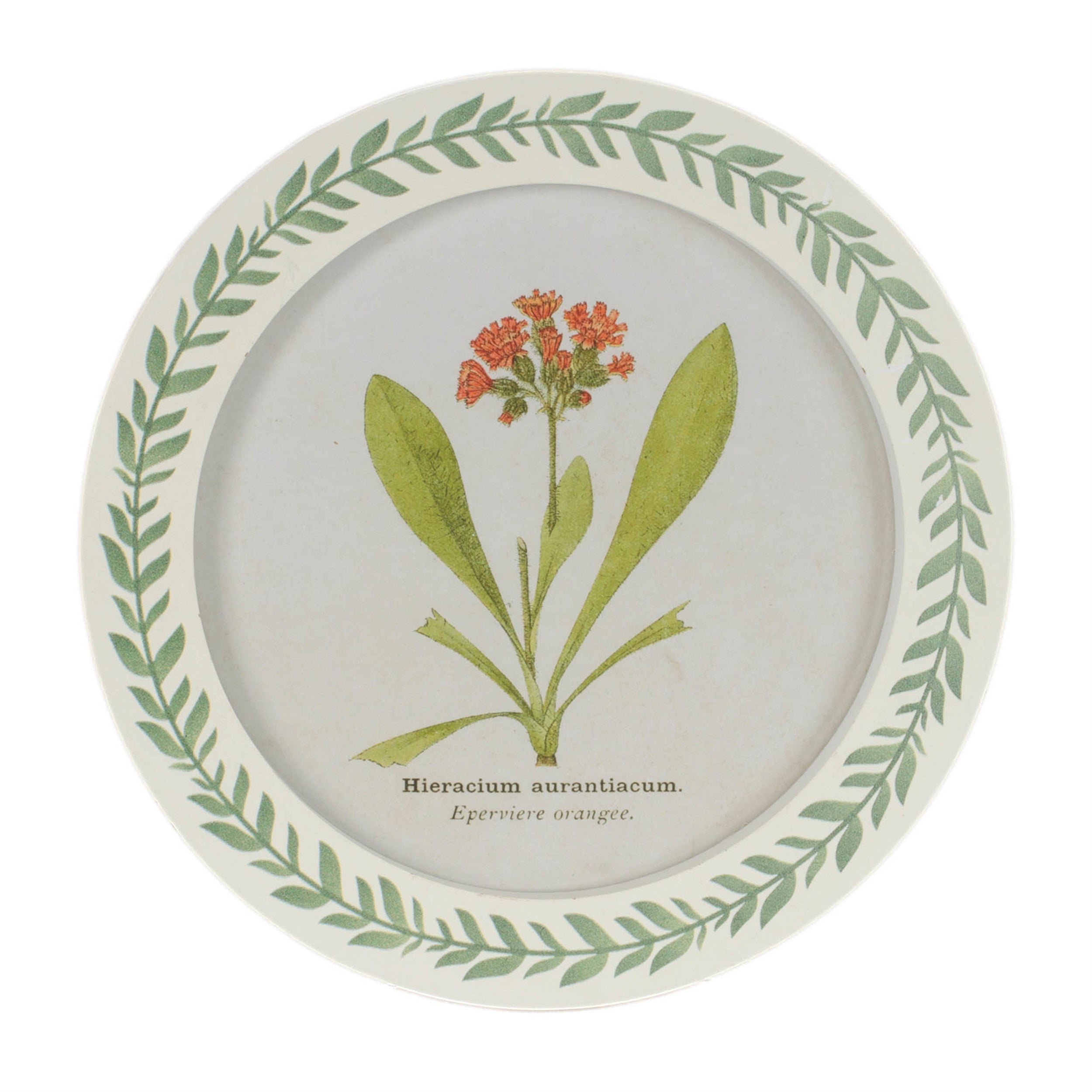 Round Framed Encyclopedia Floral Print (Set of 6)