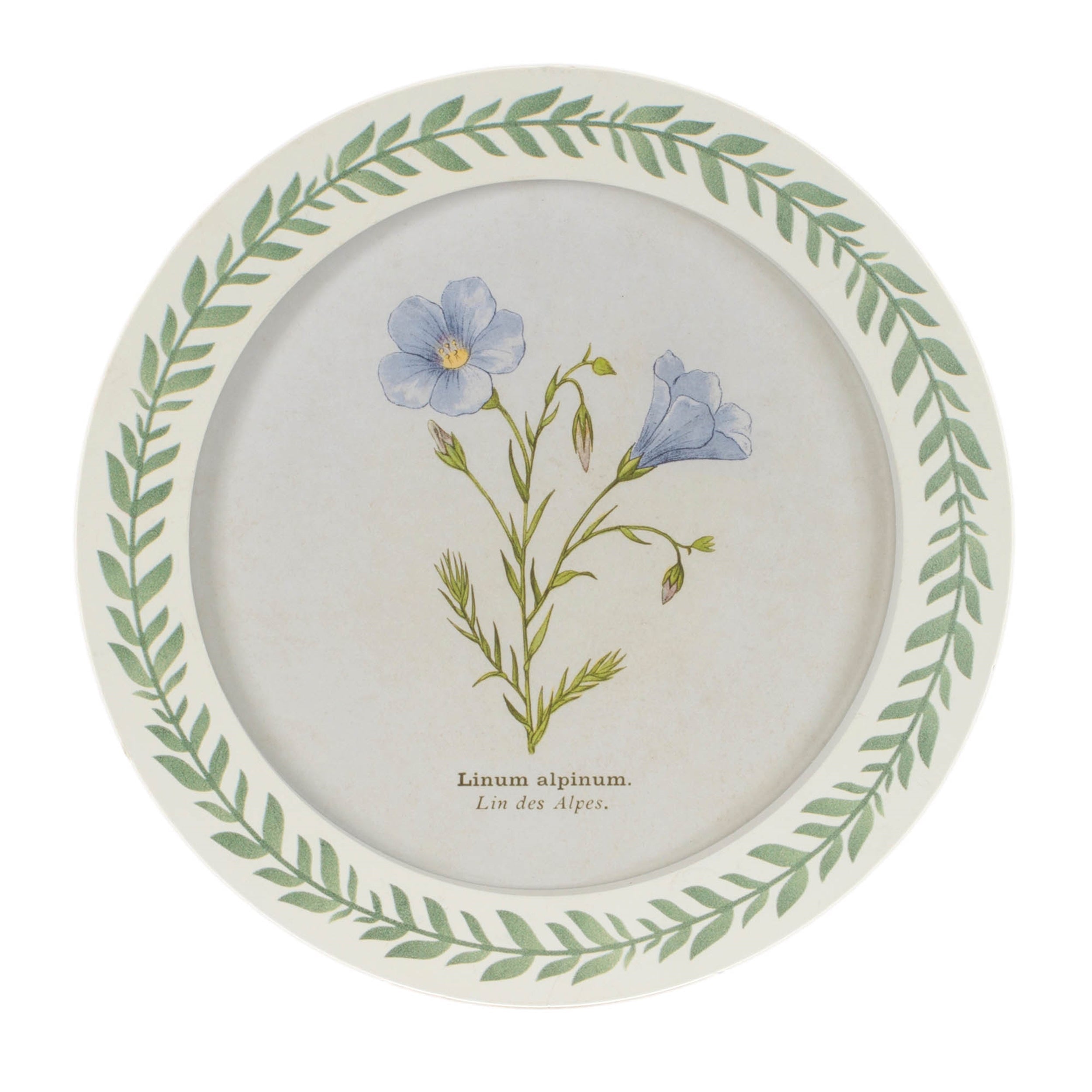 Round Framed Encyclopedia Floral Print (Set of 6)