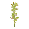 Cymbidium Orchid Flower Stem (Set of 2)