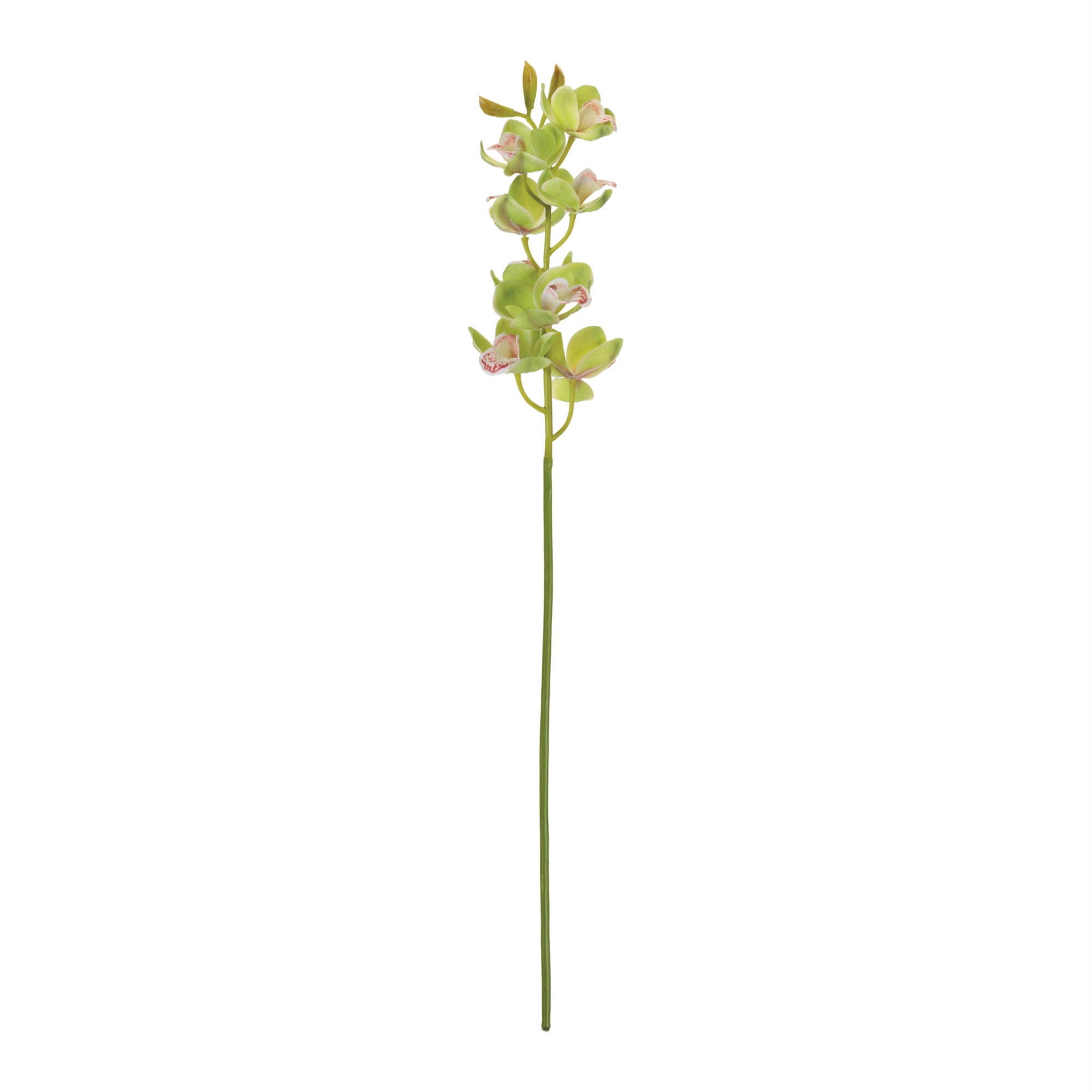 Cymbidium Orchid Flower Stem (Set of 2)