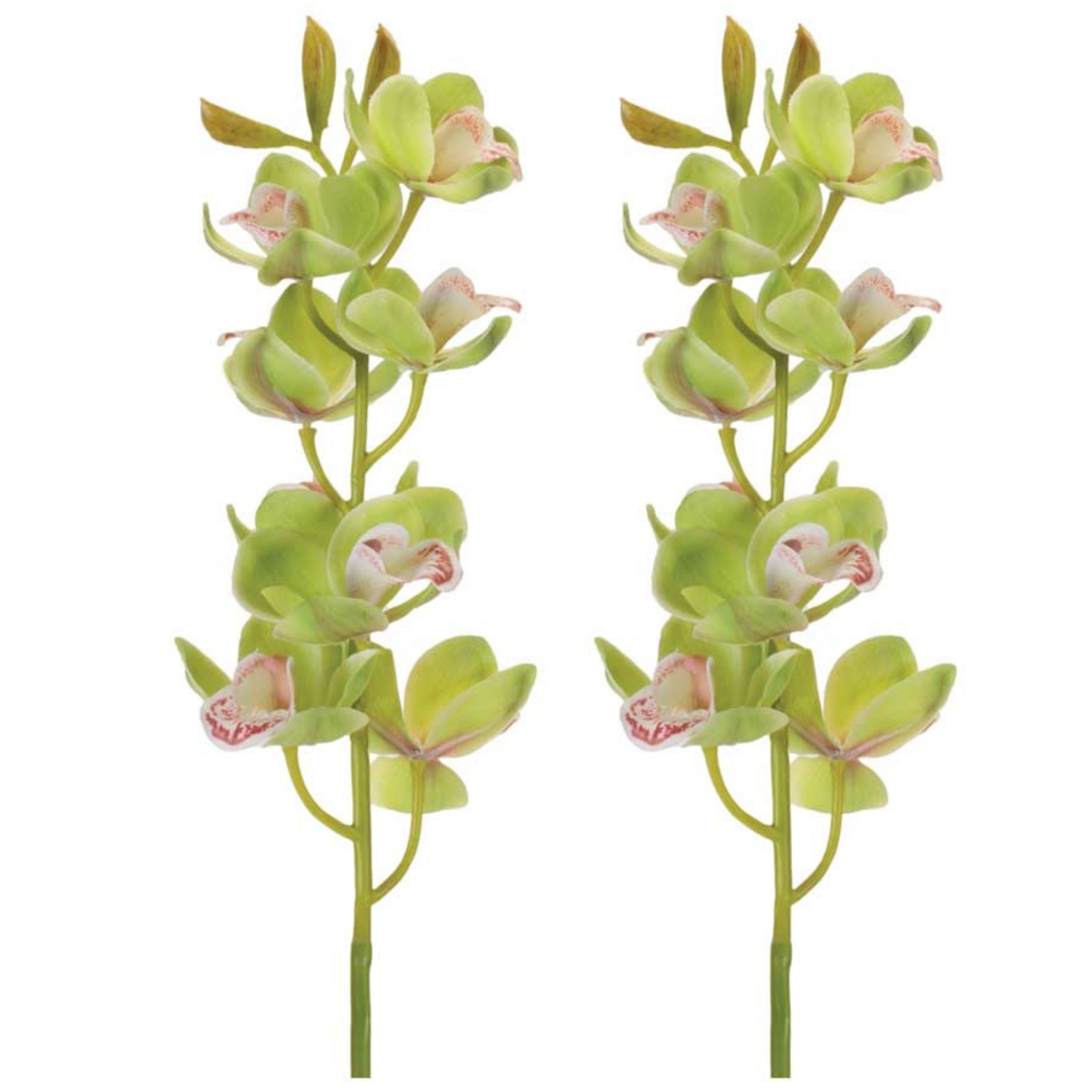 Cymbidium Orchid Flower Stem (Set of 2)