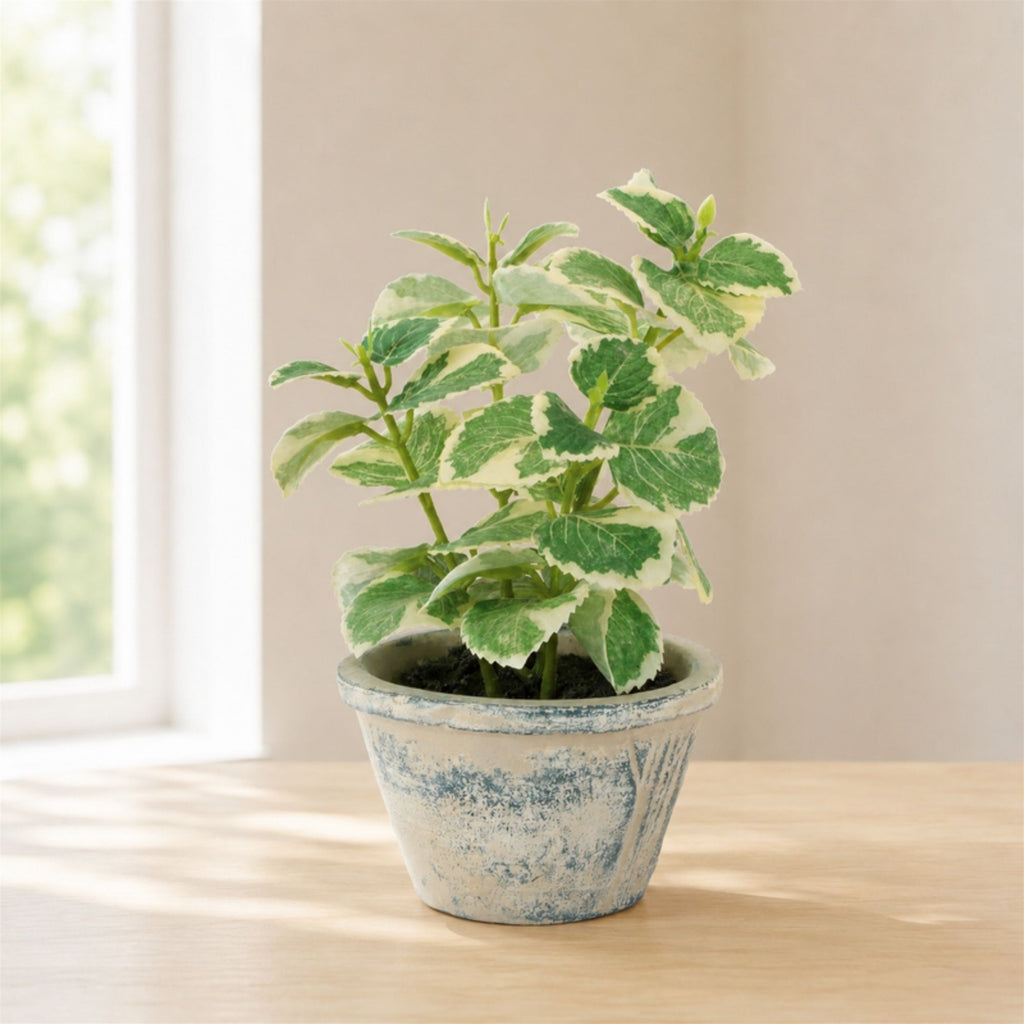 Potted Variegated Swedish Ivy 7"H