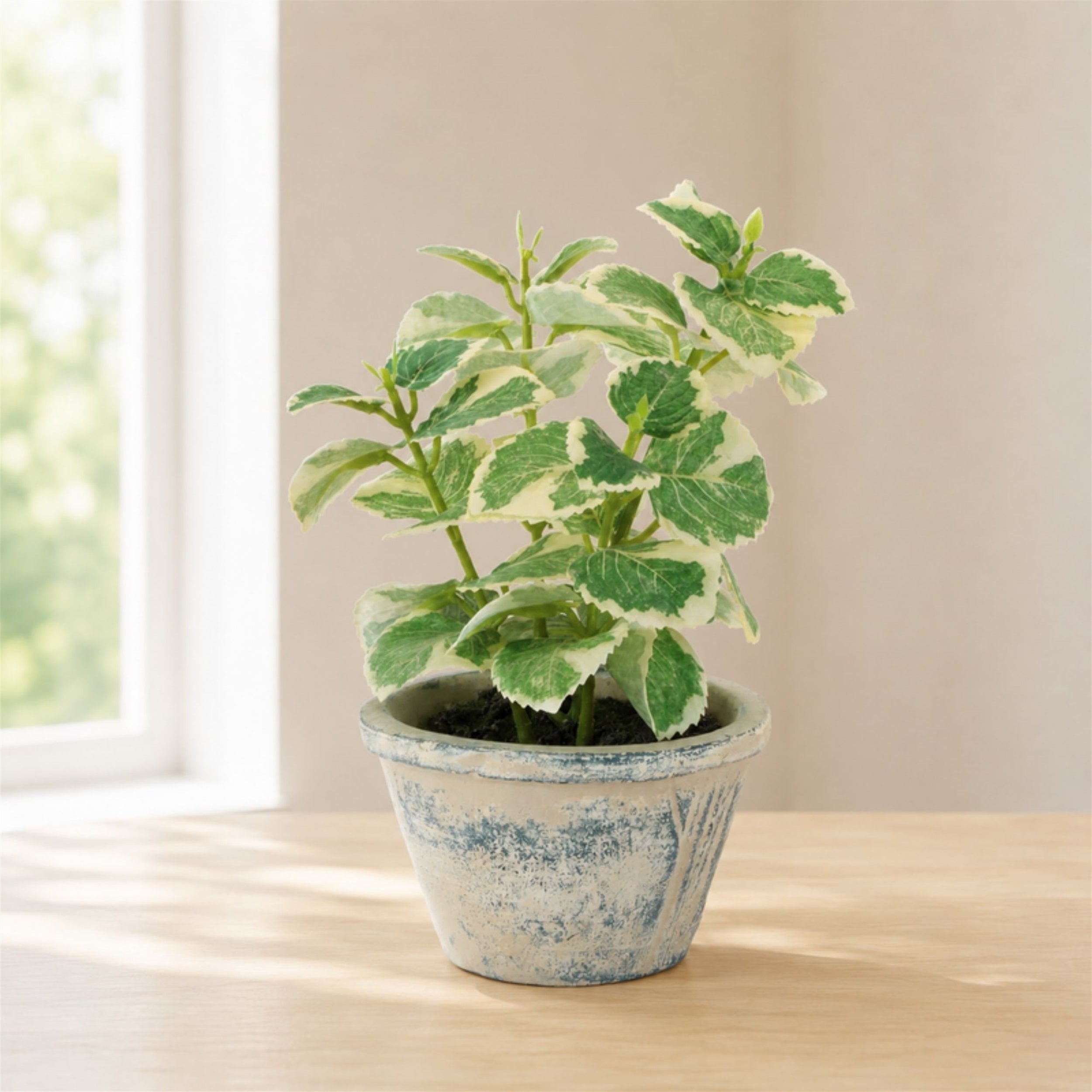 Potted Variegated Swedish Ivy 7"H