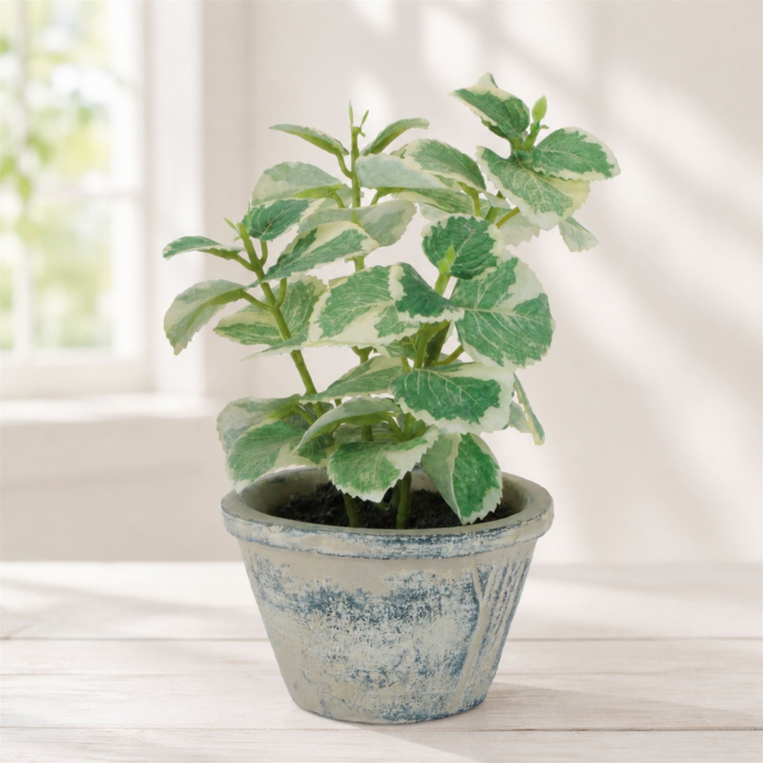 Potted Variegated Swedish Ivy 7"H