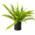 Fern Plant with Mossy Base 24"H
