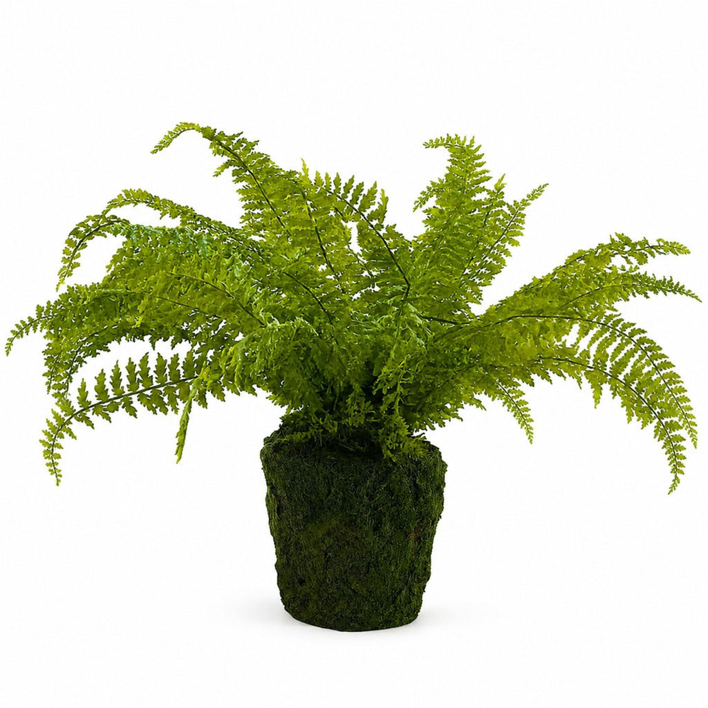 Fern Plant with Mossy Base 27"H