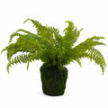 Fern Plant with Mossy Base 27"H