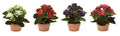 Assorted Kalanchoe Flower in Terra Cotta (Set of 4)