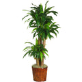 62" Dracena w/Basket Silk Plant (Real Touch)