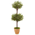 4.5' Olive Topiary Tree in Terracotta Pot