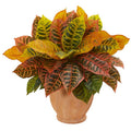 Croton Artificial Plant in Terra Cotta Planter