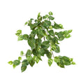 Pothos Hanging Bush (Set of 3)