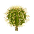 4"  Cactus Artificial Plant (Set of 12)