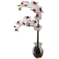 Phalaenopsis Orchid w/Vase Arrangement