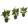 11"  Spathyfillum w/Cement Planter (Set of 3)