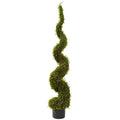 4' Mohlenbechia Spiral Tree