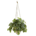 24"  Watermelon Peperomia Artificial Plant in Hanging Vase (Real Touch)