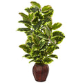 Rubber Plant with Planter