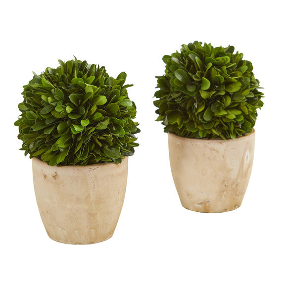 6" Boxwood Ball Preserved Plant in Planter (Set of 2)