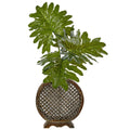 Selloum in Open Weave Vase