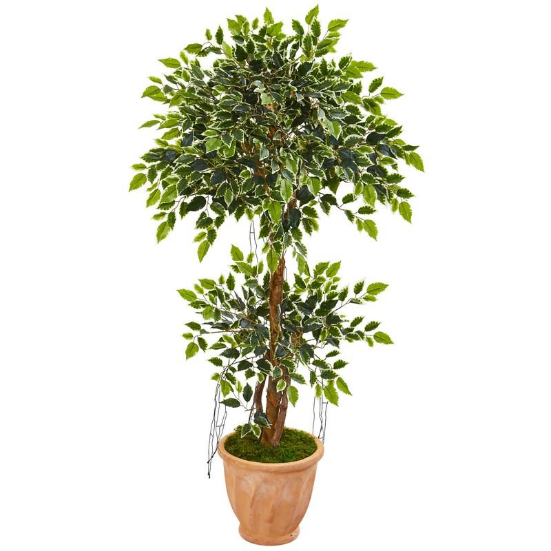 53"  Variegated Ficus Artificial Tree in Terra Cotta Planter