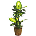 42" Golden Dieffenbachia  w/Basket Silk Plant