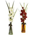Phalaenopsis w/Colored Jar (Set of 2)