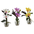Mini Cattleya Orchid Arrangement (Set of 3)