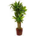 Cornstalk Dracaena in Wooden Planter