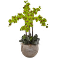 Phalaenopsis Orchid Arrangement with Sand Colored Bowl
