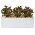 Sedum in Rectangular Planter