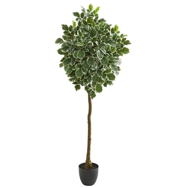 6"  Variegated Aralia Artificial Tree