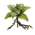 10"  Succulent Artificial Plant with Roots (Set of 3)
