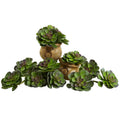 6"  Echeveria Succulent (Set of 12)