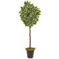 77"  Variegated Aralia Artificial Tree in Metal Planter