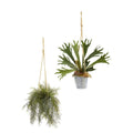 27"  Tillandsia Moss and Staghorn Artificial Plant in Hanging Bucket (Set of 2)