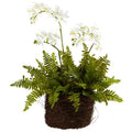 Mini Phalaenopsis & Fern w/Bridsnest Planter