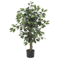 3' Ficus Silk Tree