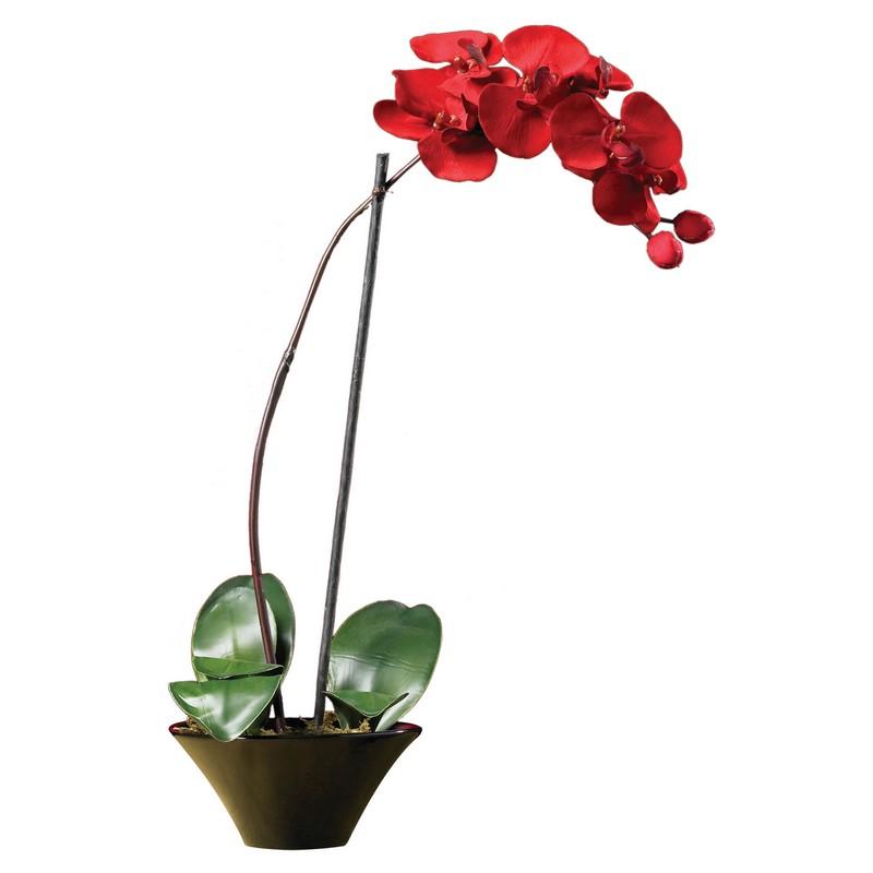 Holiday Phalaenopsis Orchid Arrangement
