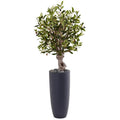 3.5' Olive Tree in Gray Cylinder Planter
