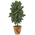 42' Zebra Plant in Terracotta Planter